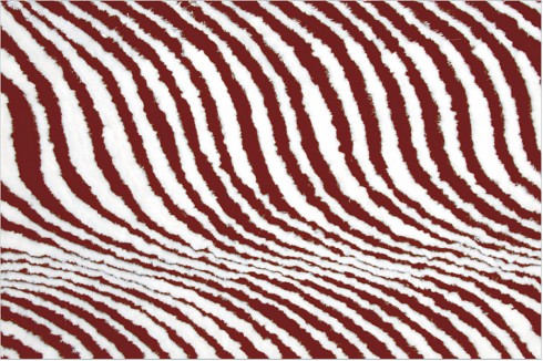 Carpet 30-139